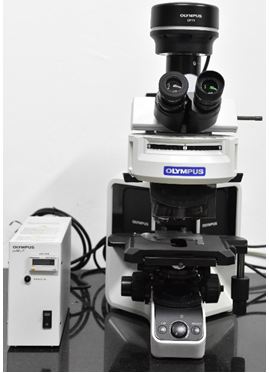 กล้องจุลทรรศน์ฟลูออเรสเซนท์ (Fluorescence Microscope)